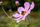 bee and flower