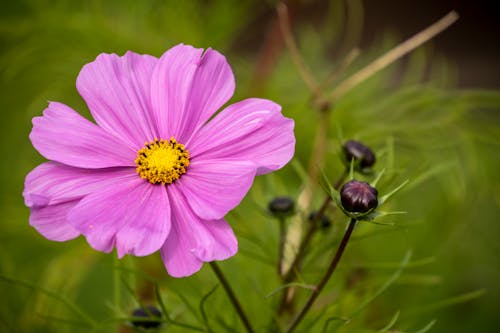 Kostenloses Stock Foto zu blühen, blumenphotographie, blüte