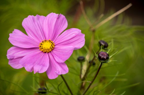 Free Close-up of a vibrant purple Cosmos flower with delicate petals and lush green foliage. Stock Photo