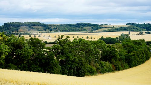 Scenic View of Green Trees in the Countryside