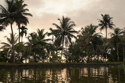 Fotobanka s bezplatnými fotkami na tému kokosové palmy, rieka, šero