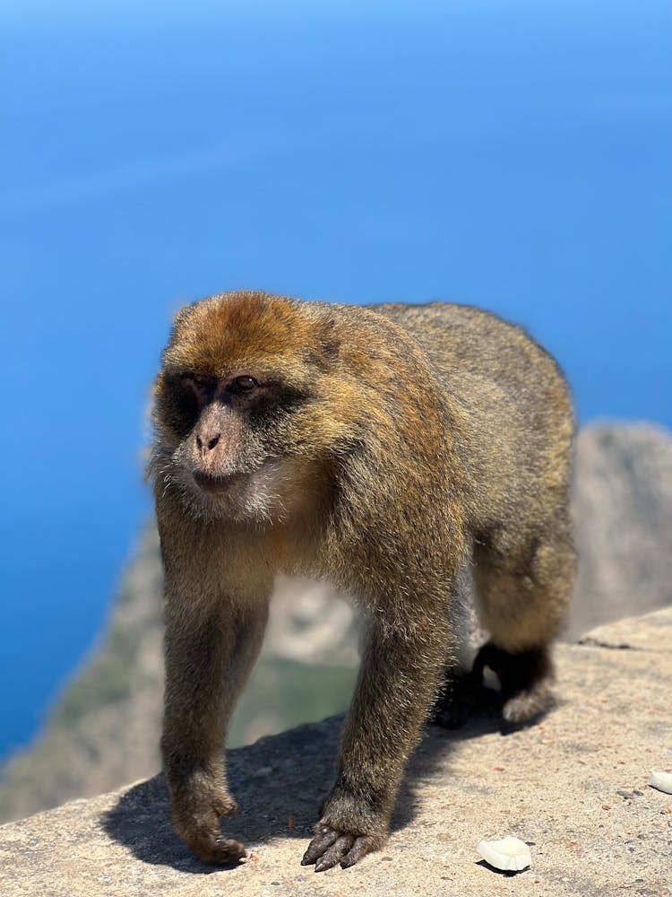 Brown Monkey Walking On Rock