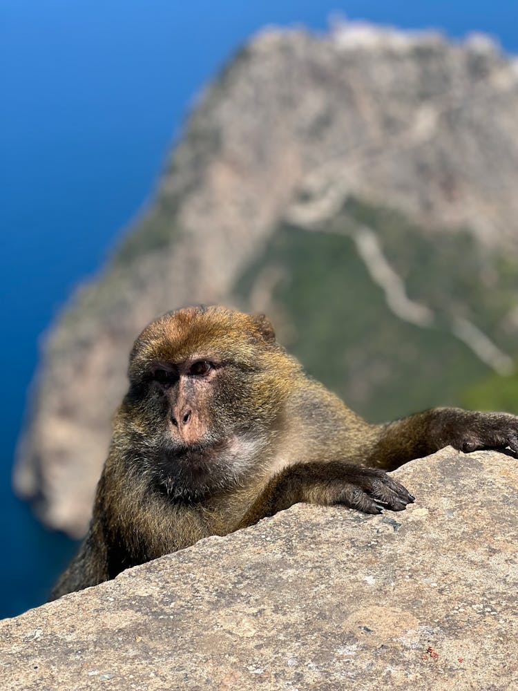 Brown Monkey Holding On Rock