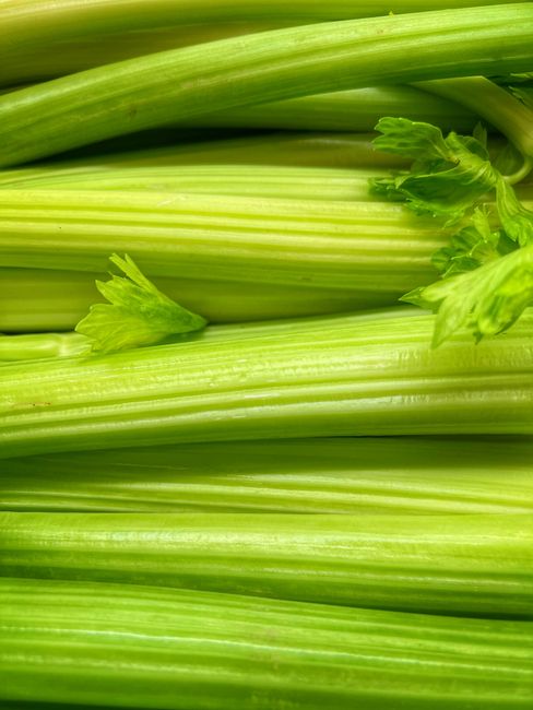fresh celery leaves close up