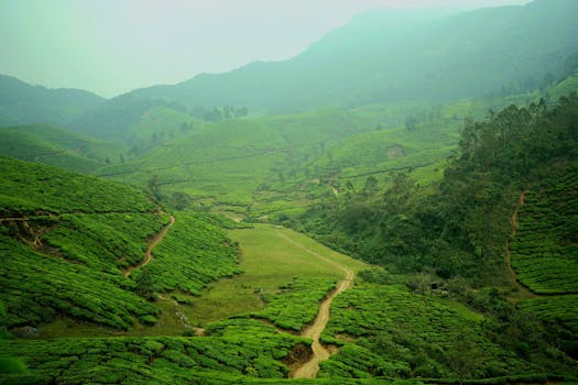 Munnar Tea Plantations