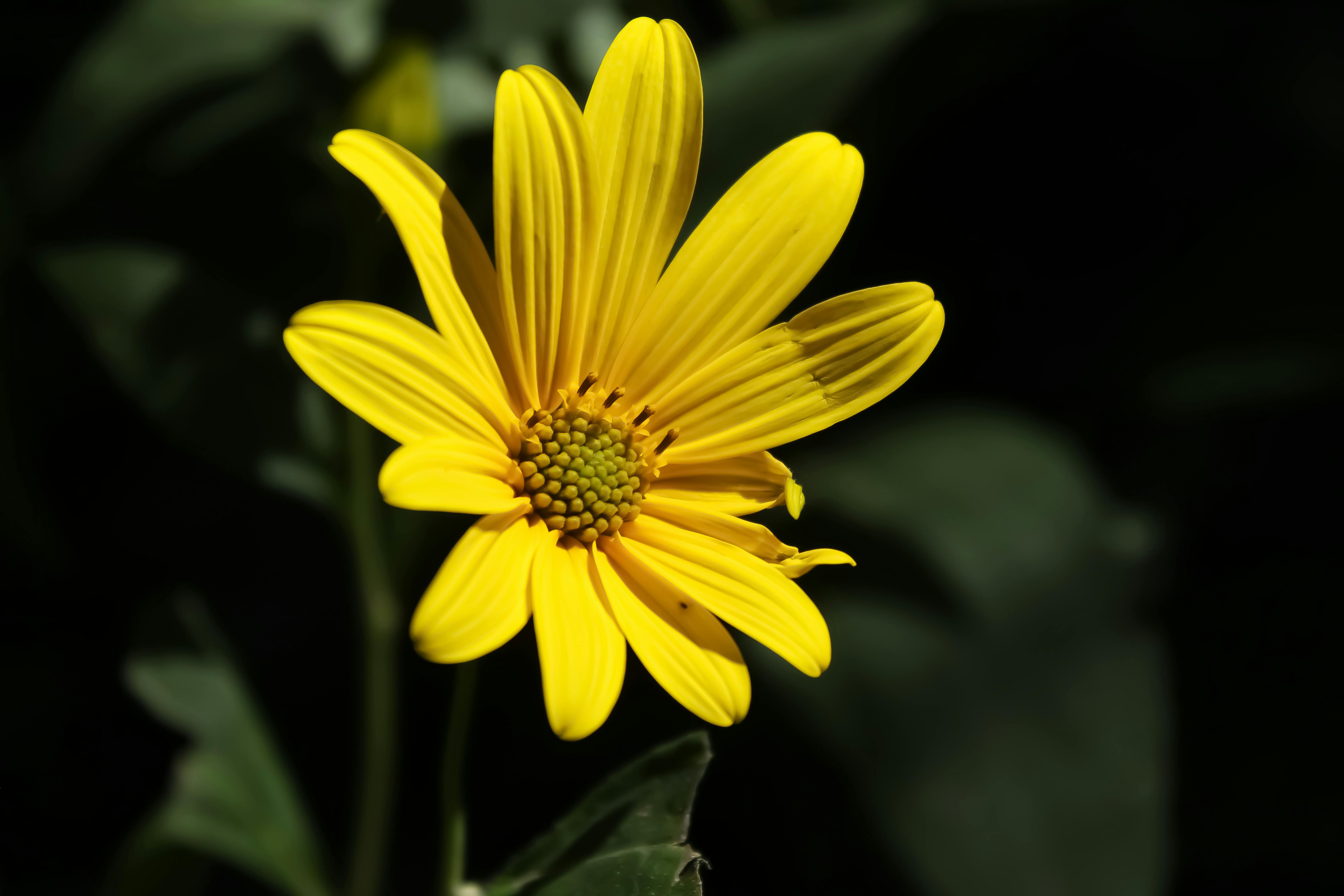Close-Up Shot of Blooming Yellow Flowers · Free Stock Photo