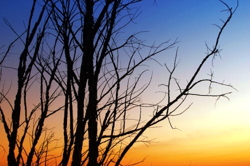 日没時の枯れた木のシルエット