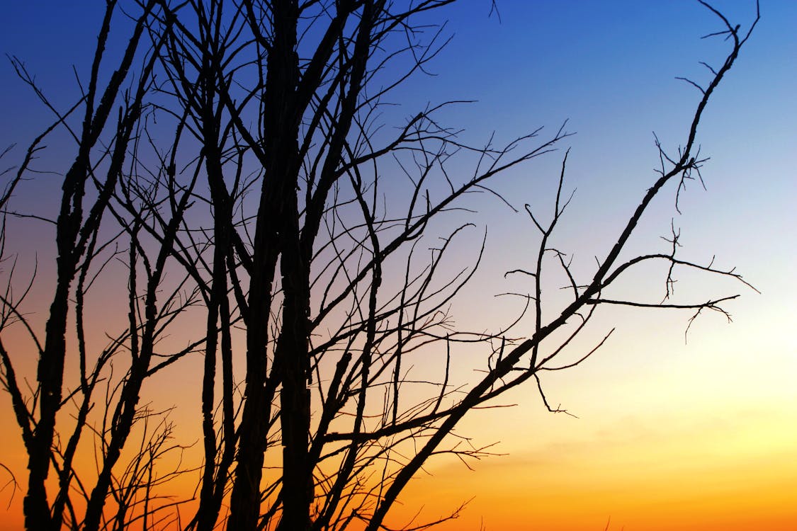 Silhouette Of Withered Tree During Sunset