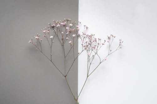 White and Pink Flowers on the Wall