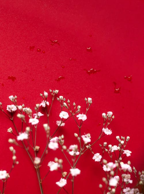 Close-Up Shot of Blooming White Flowers on Red Background