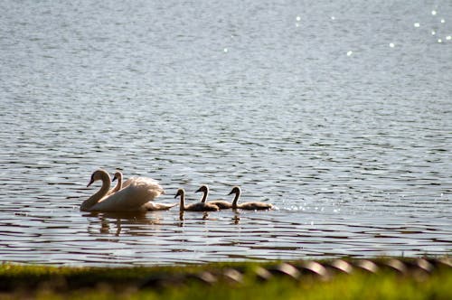 Swans on Water