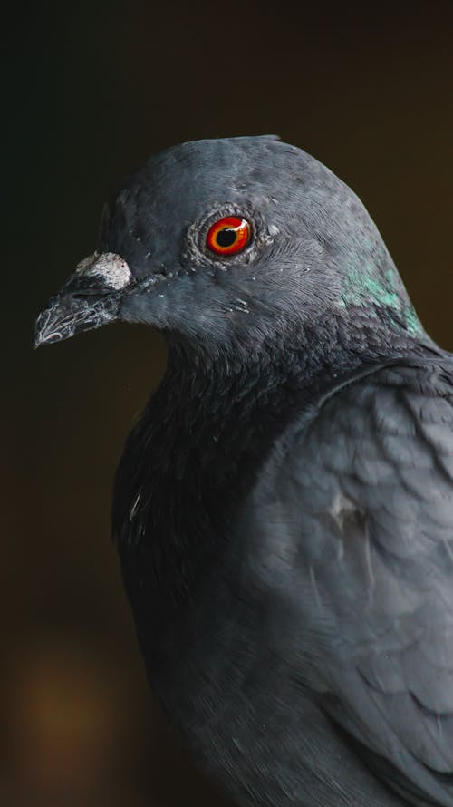 bezplatná Základová fotografie zdarma na téma detail, divoký holub, fotografování zvířat Základová fotografie