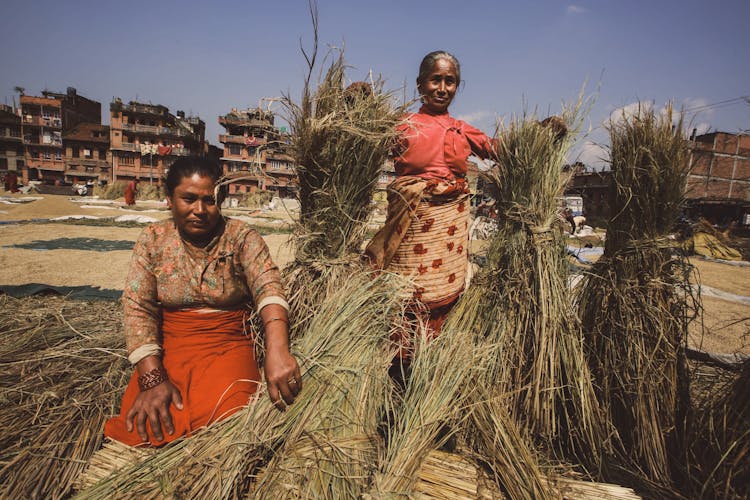 Women Tying Bundles Of Dry Grass