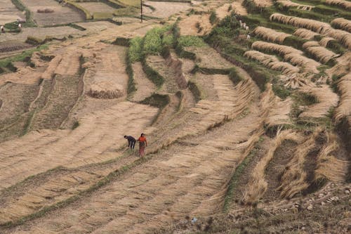 Farmers on Field