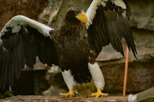 Foto d'estoc gratuïta de àguila, àguila marina de steller, ales