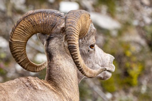 A detailed close-up of a bighorn sheep in Jasper, Canada, showcasing its impressive curved horns.