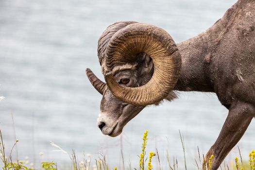 Side view of a bighorn sheep in Jasper National Park, Canada with scenic background.