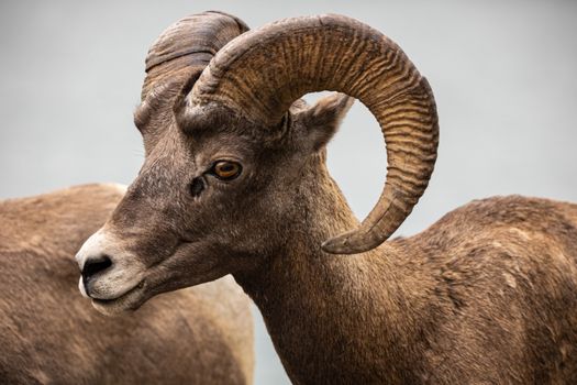 Detailed close-up of a bighorn sheep with impressive curved horns in Jasper National Park, Canada.