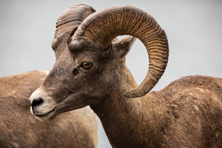 Close-up Photo Of A Bighorn Sheep