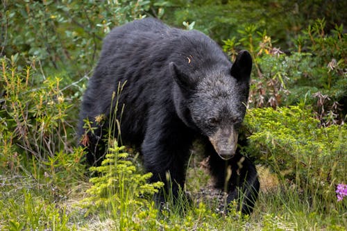 Free Black Bear in the Forest Stock Photo