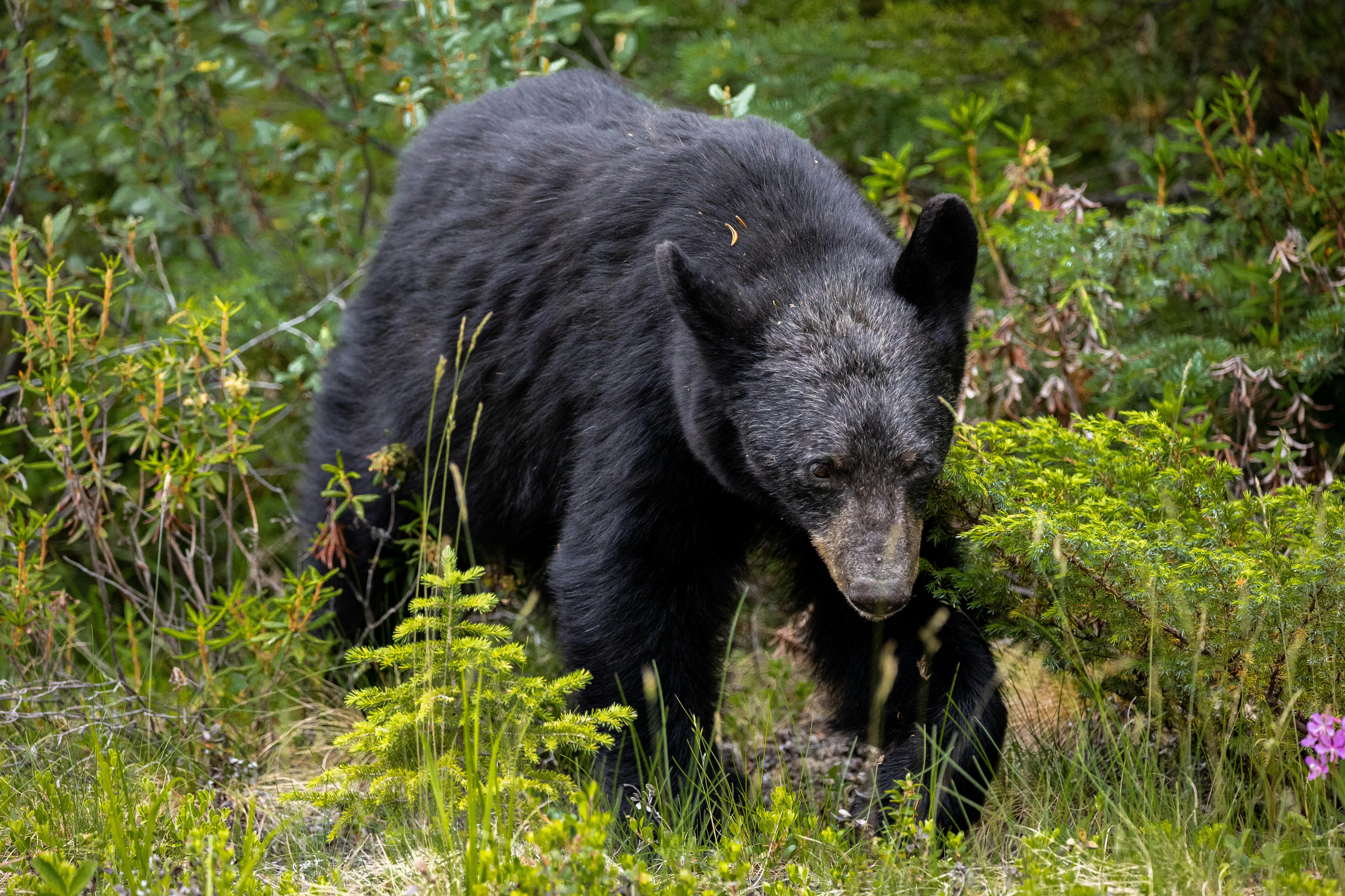 1,000+ Best Bear Photos · 100% Free Download · Pexels Stock Photos