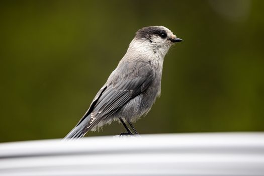 Close-Up Shot of a Canada Jay Bird
