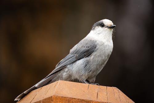 무료 깃털, 동물, 동물 사진의 무료 스톡 사진
