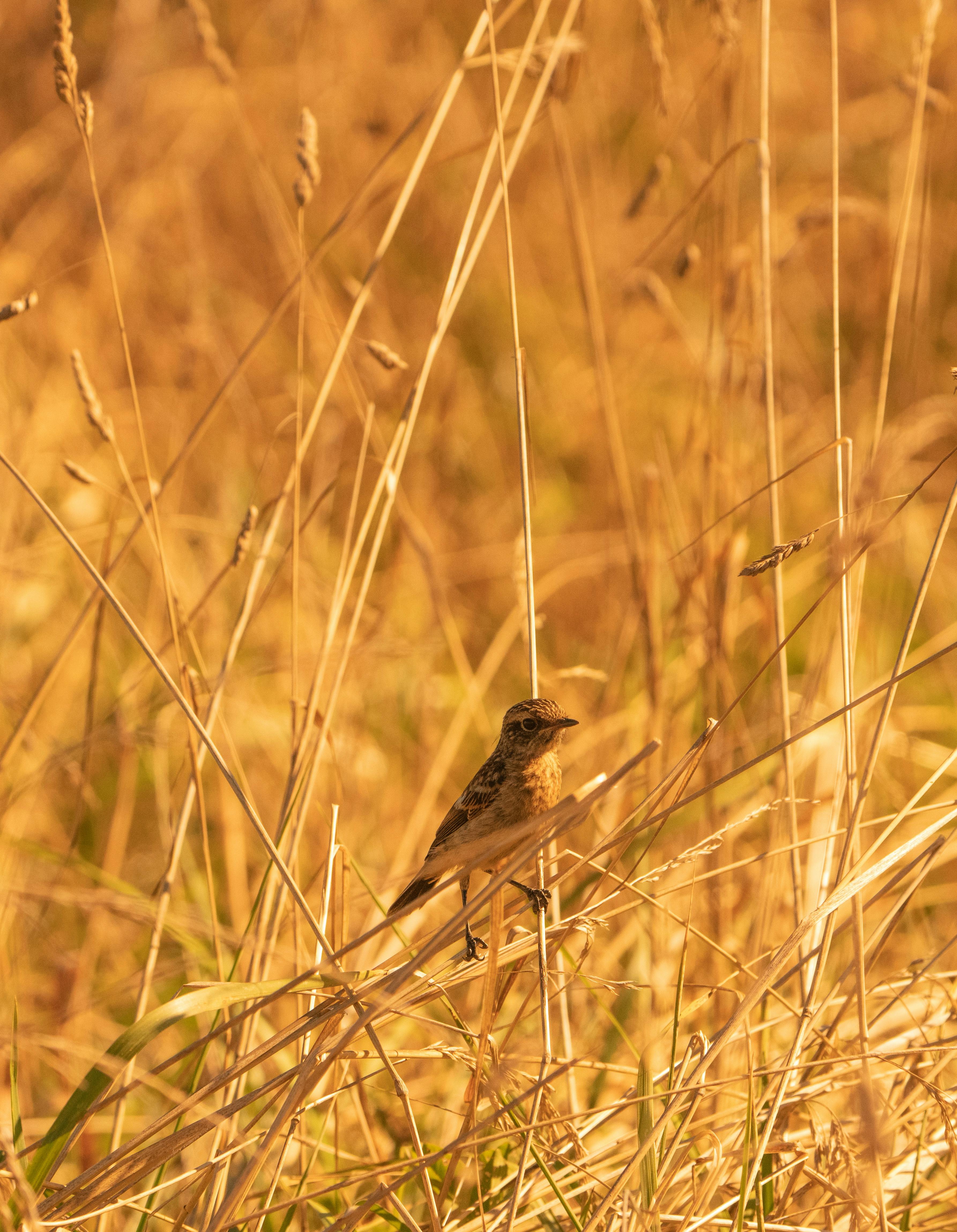 close up shot of a bird on brown grass