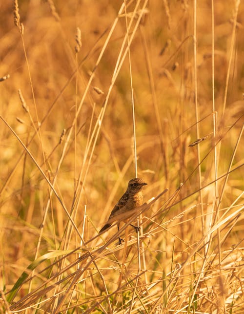 Foto d'estoc gratuïta de animal, au, aviari