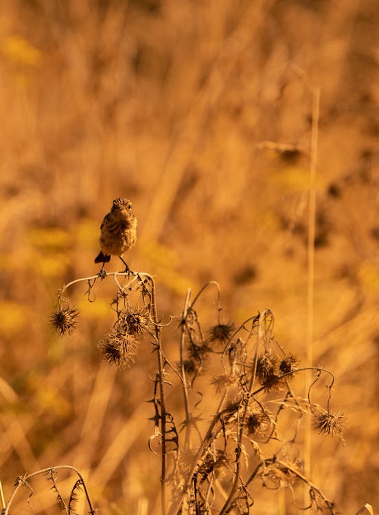 Základová fotografie zdarma na téma detail, hnědá tráva, ptačí