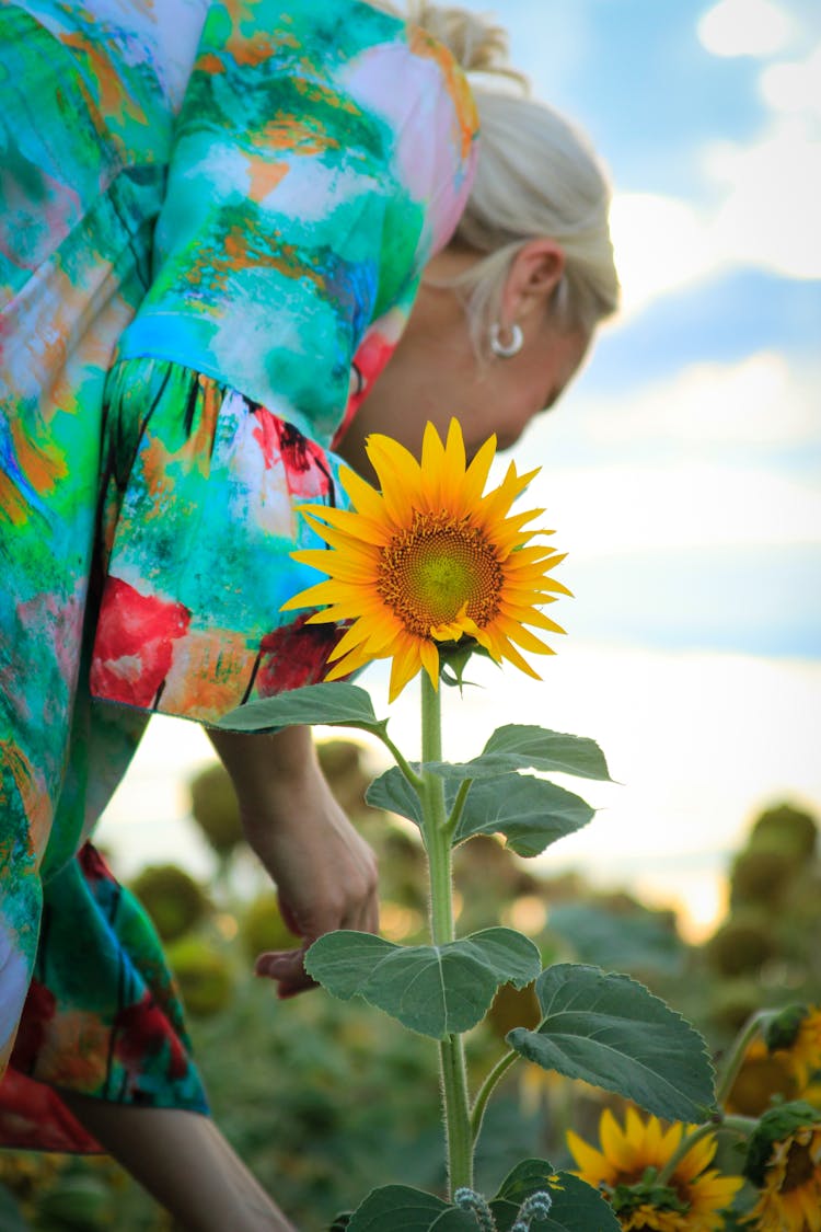 Photo Of A Sunflower 