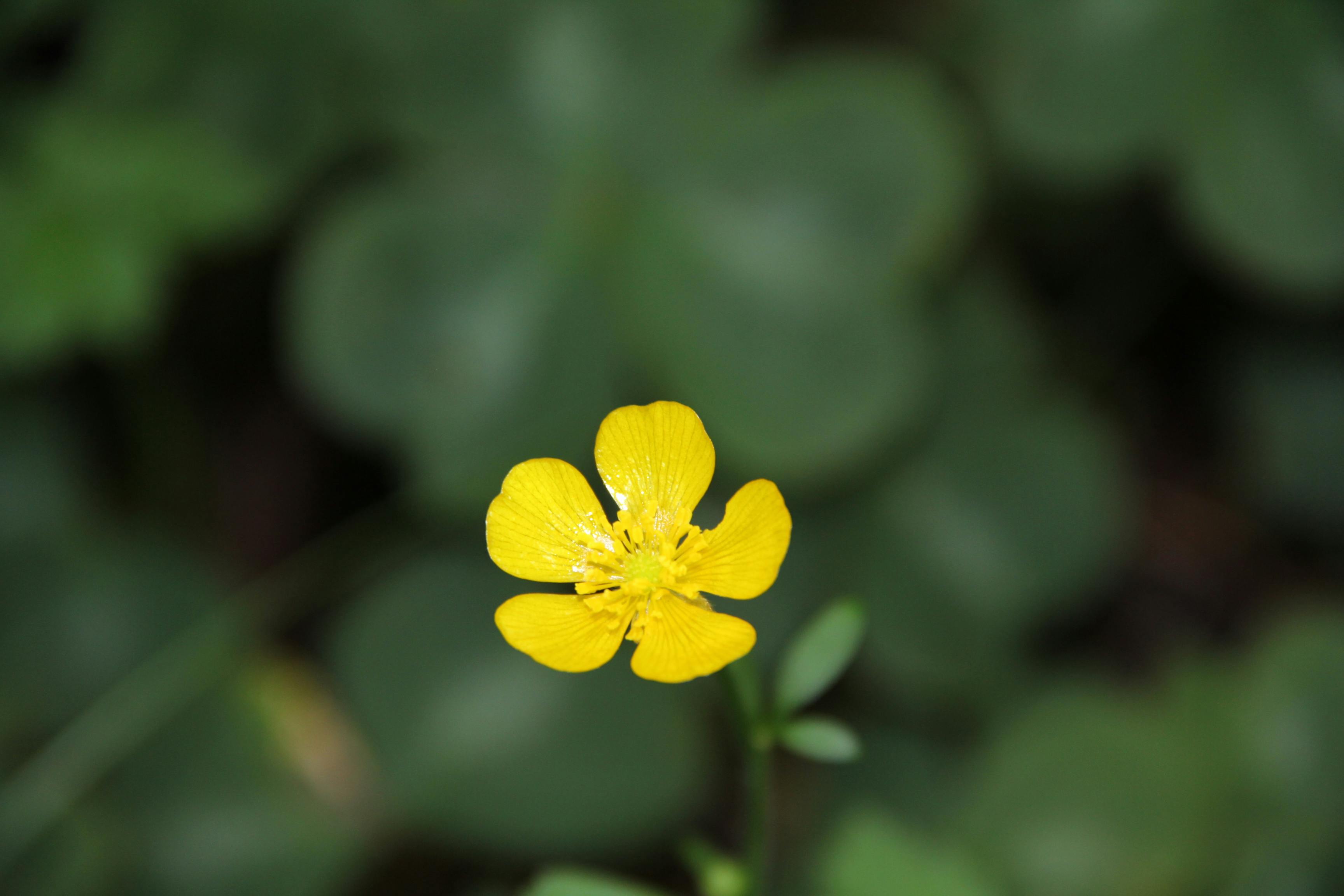 194+ Best Free Fleur de lis Stock Photos & Images · 100 RoyaltyFree