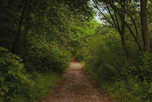 Pathway between Trees in a Forest