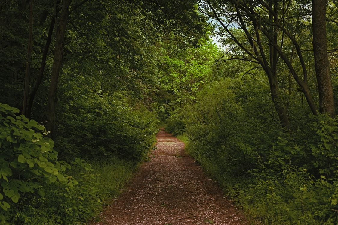 Pathway between Trees in a Forest · Free Stock Photo