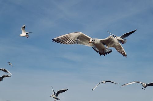 Free Flock of seagulls soaring in blue sky showcasing graceful flight and beauty of nature. Stock Photo