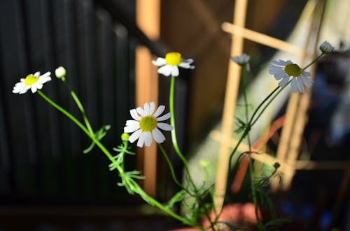 Foto stok gratis bunga aster