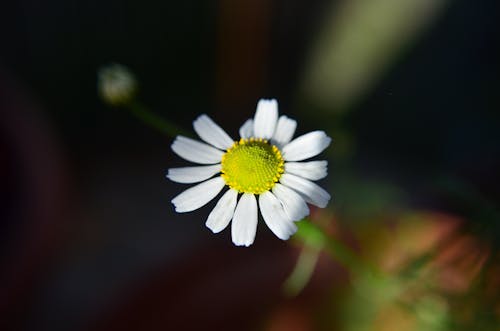 Close-Up Shot of a Daisy Flower