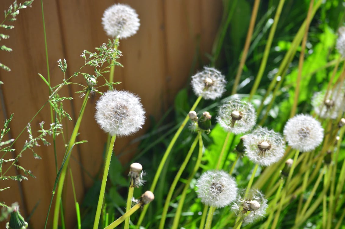 DANDELIONS