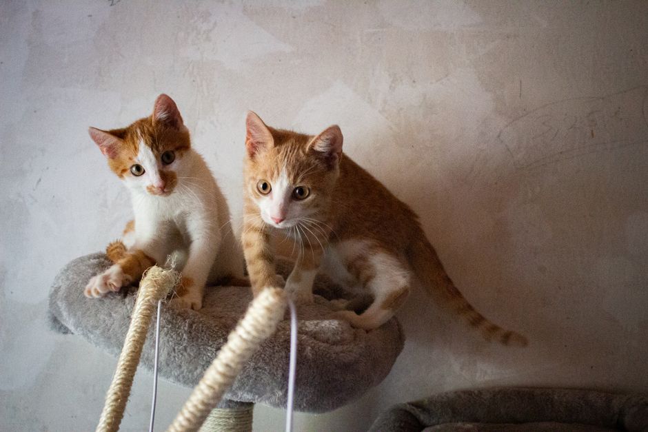 Dlaczego coraz więcej Polaków wybiera żwirek od polskiego producenta 3 Two cute tabby kittens playfully exploring a cat tree indoors.