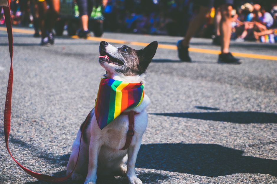 A happy dog with a rainbow bandana at a vibrant outdoor pride parade.
