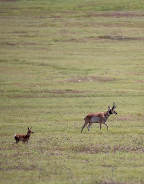 Gratuit Photos gratuites de animal, antilope, antilopes Photos