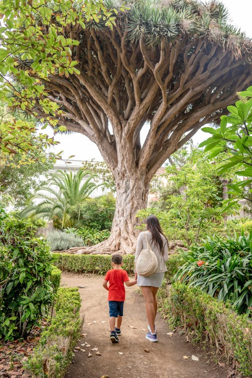 Foto d'estoc gratuïta de arbre, camí, caminant