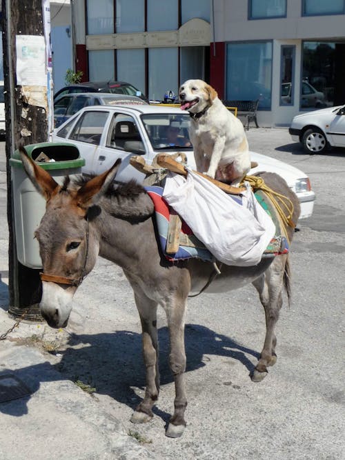 Dog Riding a Donkey