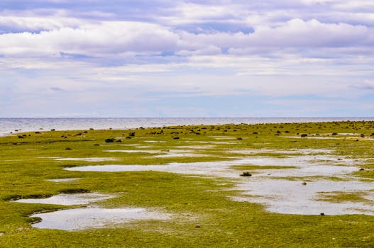 Expansive view of a marsh at low tide with a cloudy sky and scattered rocks.
