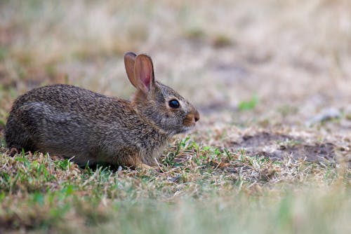 Brown Rabbit on Grass