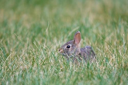 Free Gray Rabbit on Grass  Stock Photo