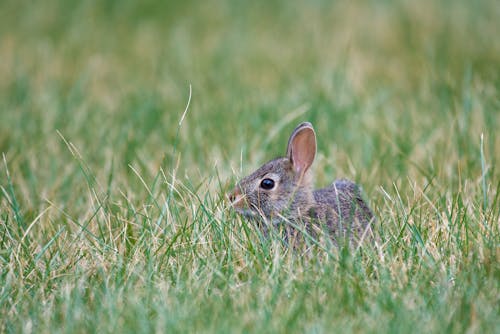 Gray Rabbit on Grass 