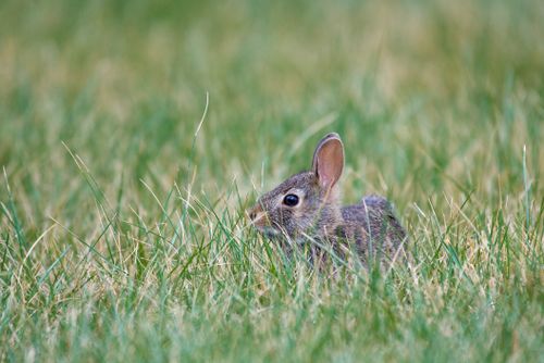 Free Close-up of a cute bunny hiding in lush green grass, perfect for wildlife stock photos. Stock Photo