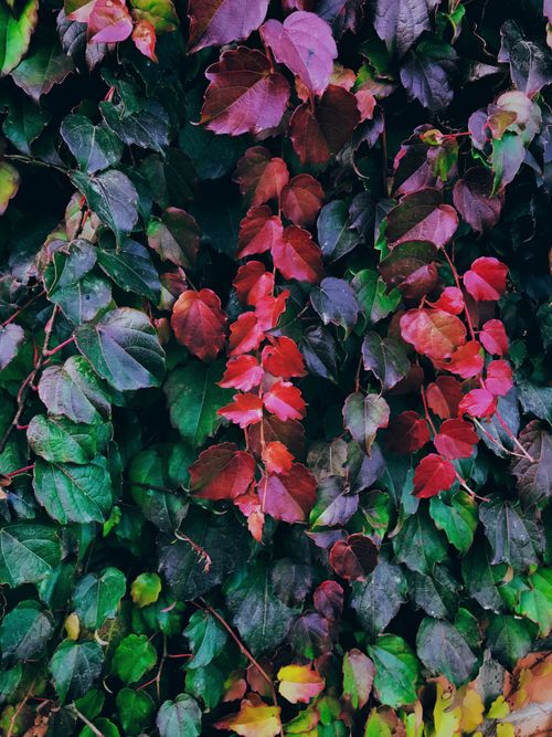 Free Colorful autumn vine leaves in Ukraine showcasing nature's vivid transformation. Stock Photo