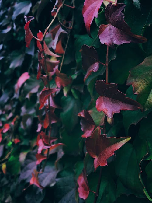 Free Red Leaves in Tilt Shift Lens Stock Photo